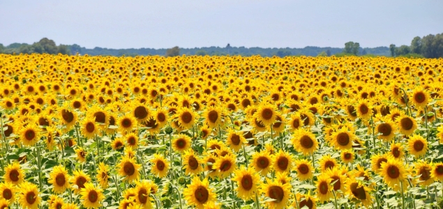 スペインの 国花 と 花言葉 は スペイン語と旅文化 スペイン ビダ フルコース