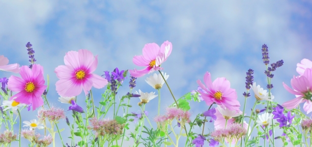 スペインの 国花 と 花言葉 は スペイン語と旅文化 スペイン ビダ フルコース