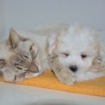 スペイン語の基礎「単語と基本会話：動物・動物園には何がいる？」